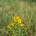 Yellow blooming Perforate St John`s-wort between reed plants from close