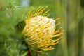 Yellow blooming protea pincushion