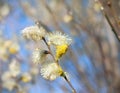 Yellow blooming pussy willow branch on the blue sky background. One branch Royalty Free Stock Photo