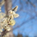 Yellow blooming pussy willow branch on the blue sky background. One branch Royalty Free Stock Photo