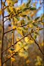 Yellow blooming willow branches