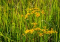 Yellow blooming Ragwort