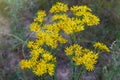 Yellow blooming Ragwort. Common names: Jacobaea vulgaris, Senecio jacobaea