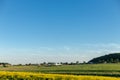 Yellow blooming rapeseed field against the blue sky with clouds. Sunny day Royalty Free Stock Photo