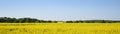 Yellow blooming rapeseed field and forest against the clear blue