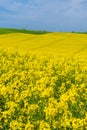 Yellow blooming rapeseed filed with blue sky
