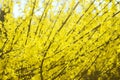Yellow blooming shrub, bush, blossom, spring in botanical garden, nature background Royalty Free Stock Photo
