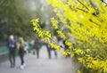Yellow blooming shrub, bush, blossom, spring in botanical garden, nature background Royalty Free Stock Photo