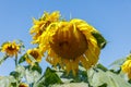 Yellow blooming sunflower Royalty Free Stock Photo