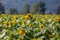 Yellow blooming sunflower Royalty Free Stock Photo