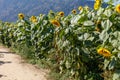 Yellow blooming sunflower Royalty Free Stock Photo