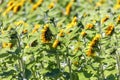 Yellow blooming sunflower Royalty Free Stock Photo