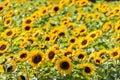 Yellow blooming sunflower Royalty Free Stock Photo