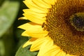 Yellow blooming sunflower Royalty Free Stock Photo