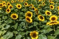 Yellow blooming sunflower Royalty Free Stock Photo