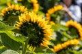 Yellow blooming sunflower Royalty Free Stock Photo