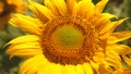 Yellow blooming sunflower close-up. A sunflower sways in the wind. Beautiful fields with sunflowers in the summer. A Royalty Free Stock Photo