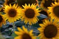 Yellow blooming sunflower field at sunset. Beautiful natural sunflower close up and backrgound Royalty Free Stock Photo