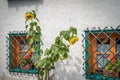 Yellow blooming sunflower near house wall in front of windows Royalty Free Stock Photo