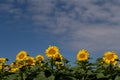 Yellow blooming sunflowers grow against a blue sky in nature. The flowers form a border at the bottom edge of the picture. There Royalty Free Stock Photo