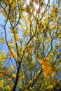 Yellow blooming tree branches Royalty Free Stock Photo