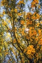 Yellow blooming tree Royalty Free Stock Photo
