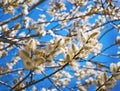 Yellow blooming willow