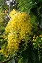 Yellow blooms of Cassia fistula, golden shower tree