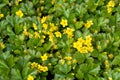 Barren strawberry - Waldsteinia fragarioides - ground-cover plant yellow flowering in in spring Royalty Free Stock Photo