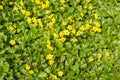 Barren strawberry - Waldsteinia fragarioides - ground-cover plant yellow flowering in in spring Royalty Free Stock Photo