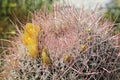 Desert Bloom Series - Barrel Cactus - Ferocactus Cylindraceus