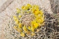 Desert Bloom Series - Barrel Cactus - Ferocactus Cylindraceus