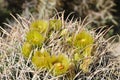 Desert Bloom Series - Barrel Cactus - Ferocactus Cylindraceus