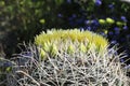 Desert Bloom Series - Barrel Cactus - Ferocactus Cylindraceus