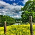 Yellow blooms