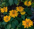 Yellow blooms of Rudbeckia in the garden border Royalty Free Stock Photo