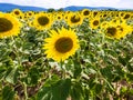 yellow blooms of Sunflowers on field in Alsace