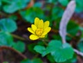 yellow bloosom bud on a green garden background Royalty Free Stock Photo