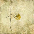 Yellow blossom branch Royalty Free Stock Photo