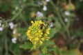 Yellow blossom close-up. Lush foliage. Bee collect pollen.