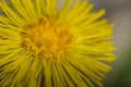 yellow blossom coltsfoot makro ansicht Royalty Free Stock Photo