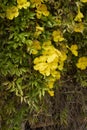 Dolichandra unguis-cati yellow flowers Royalty Free Stock Photo