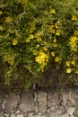 Dolichandra unguis-cati yellow flowers Royalty Free Stock Photo