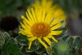yellow blossom of an elecampane flower Royalty Free Stock Photo