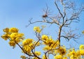 Yellow blossom Flower spring summer time against a background of the blue sky beautiful nature Royalty Free Stock Photo