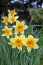 Yellow blossom flowers of Trumpet Daffodil or Narcissi with orange red corona cup in a garden during bloom season in spring