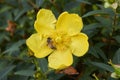 Bee on a yellow flower of Hypericum patulum Royalty Free Stock Photo