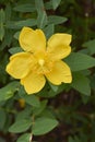 Branch with yellow flower of Hypericum patulum Royalty Free Stock Photo