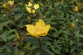 Branch with yellow flower of Hypericum patulum Royalty Free Stock Photo