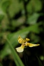Neomarica longifolia a variety of Iris